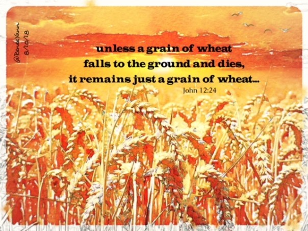 John 12_24 grain