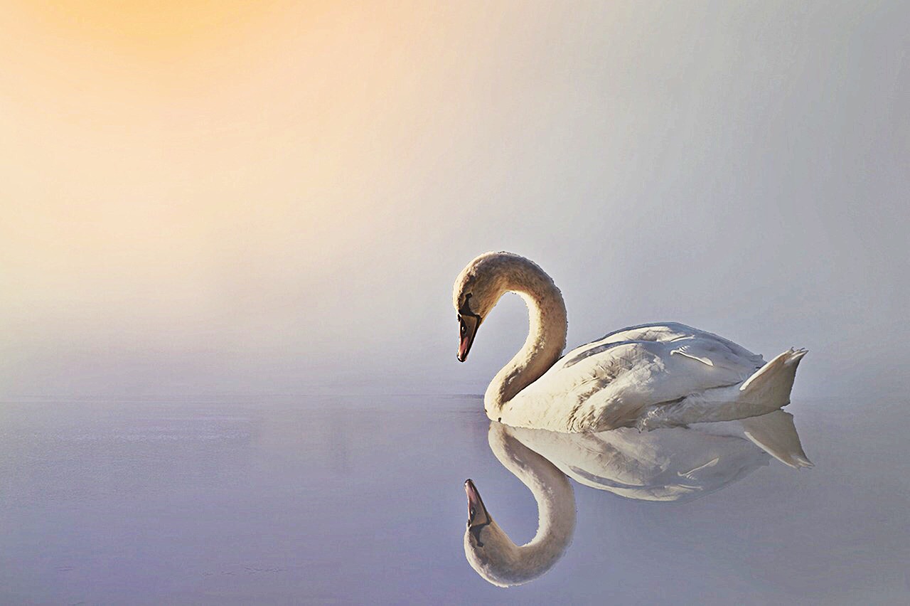 swan