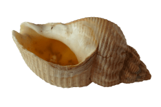 shell