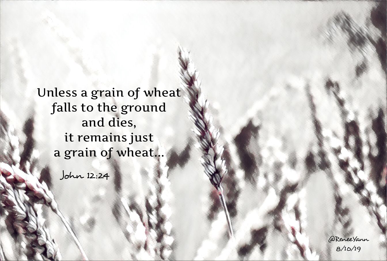 John12_24 grain wheat