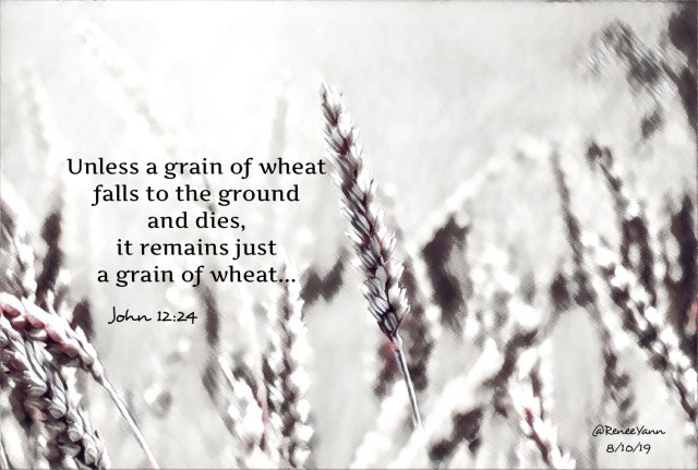 John12_24 grain wheat