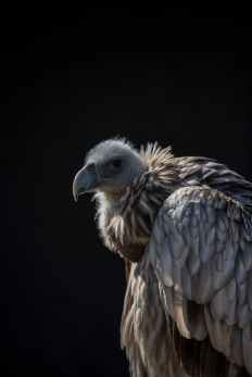 vulture