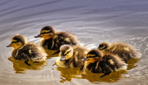 ducks